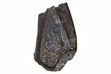 Fossil Hadrosaur (Edmontosaurus) Partial Tooth - Montana #340917-1